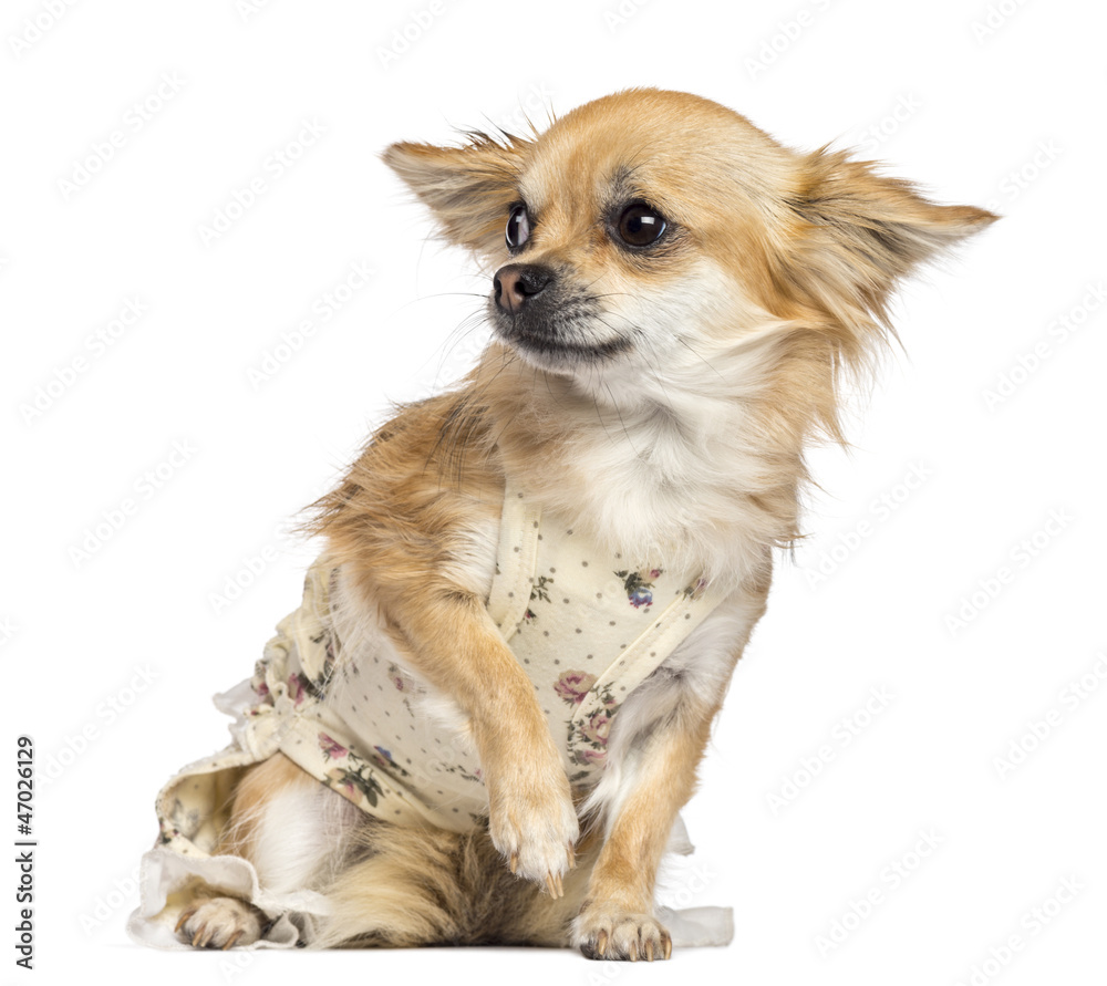 Fearful Chihuahua, 1 year old, dressed, sitting and looking away