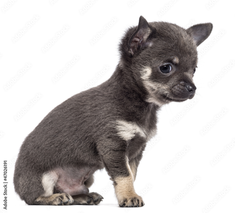 Chihuahua puppy, 7 weeks old, sitting and looking away