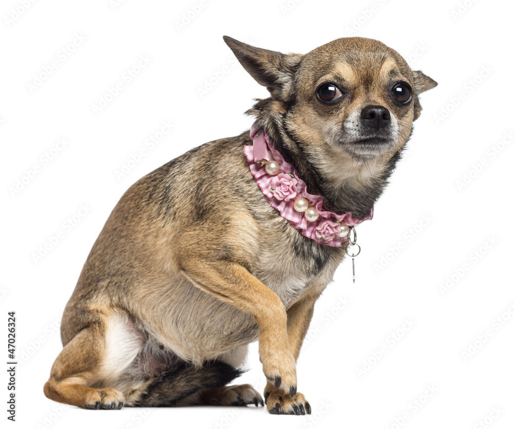 Fearful Chihuahua, 3 years old, sitting and wearing pink collar Fearful Chihuahua, 3 years old, sitting and wearing pink collar