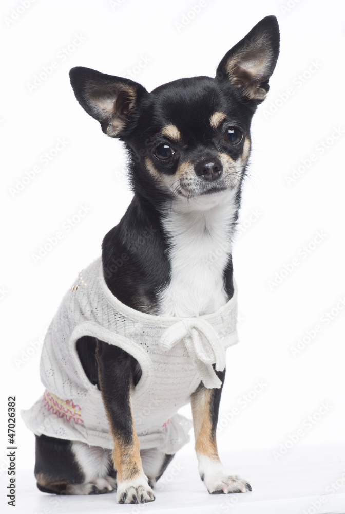 Chihuahua dressed, sitting and looking at camera