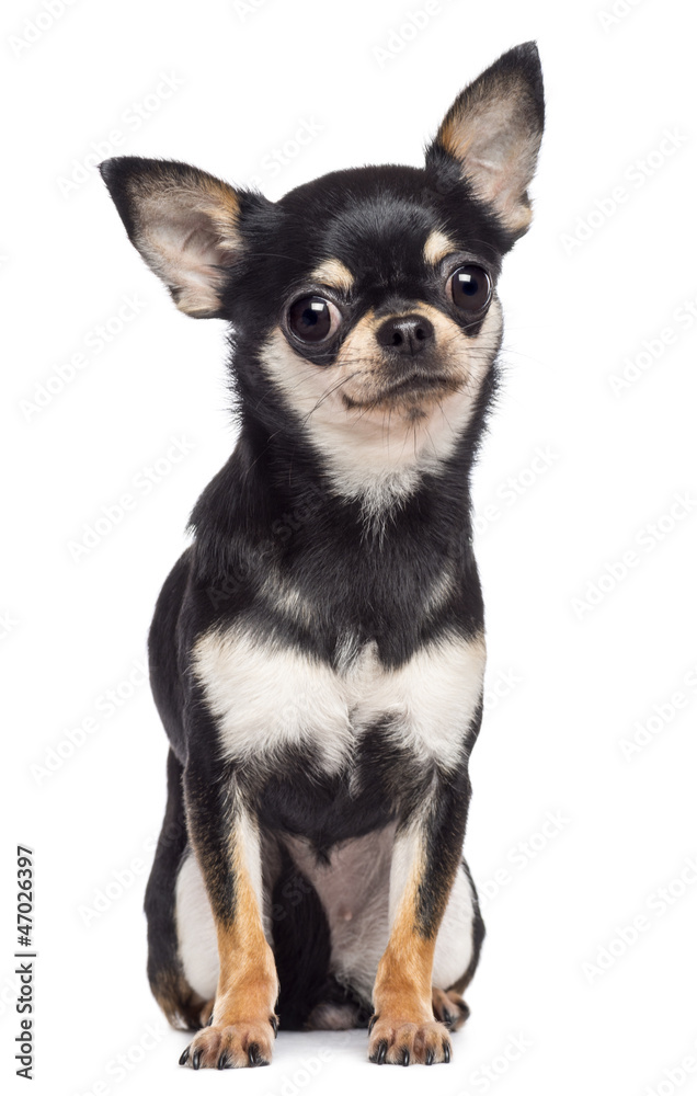 Chihuahua, 1.5 years old, sitting and looking at camera Stock 写真