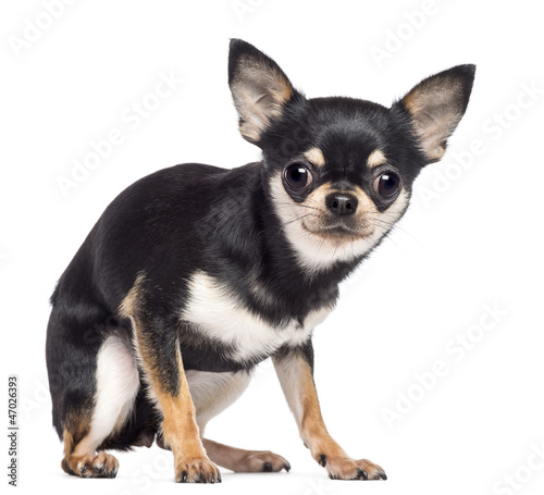 Fearful Chihuahua, 1.5 years old, sitting and looking at camera