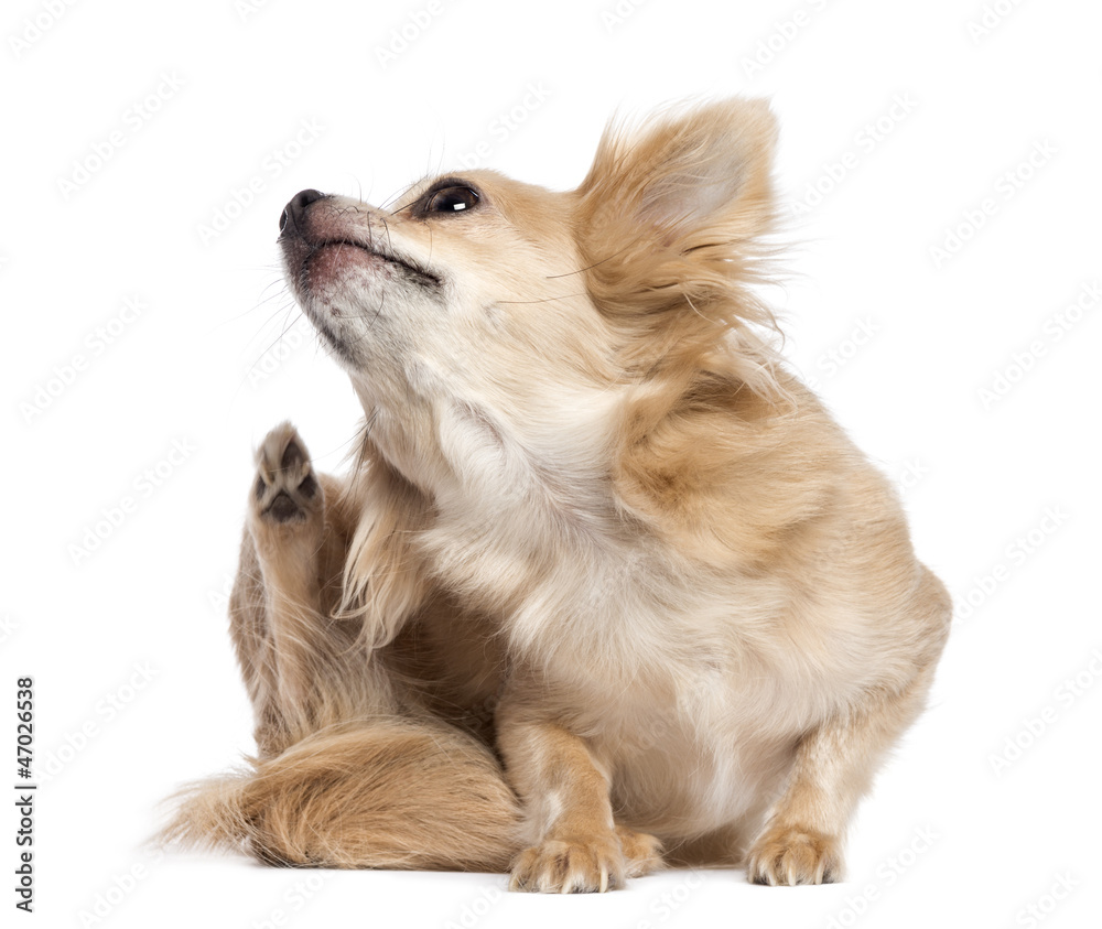 Chihuahua scratching against white background