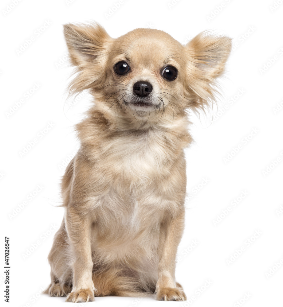 Chihuahua sitting and looking at camera against white background Chihuahua sitting and looking at camera against white background