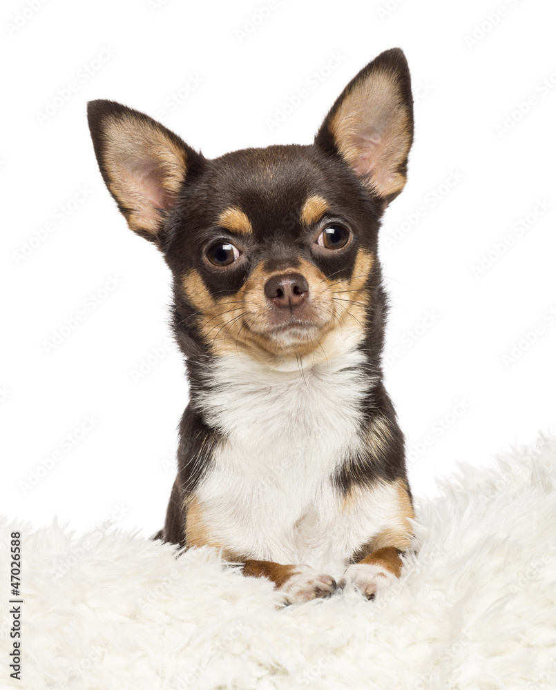 Chihuahua, 1 year old,  Chihuahua, 2 years old