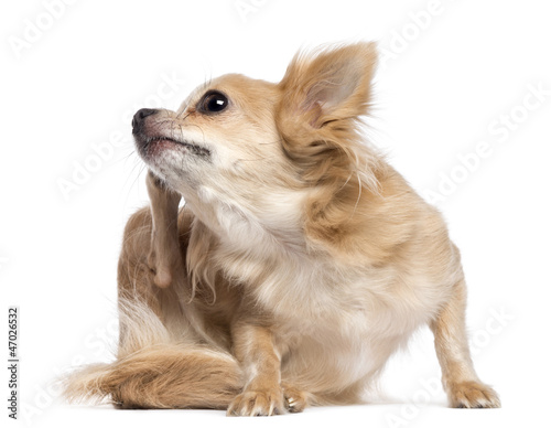 Chihuahua scratching against white background