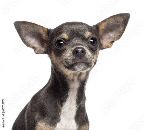 Chihuahua puppy, 4 months old, looking at camera
