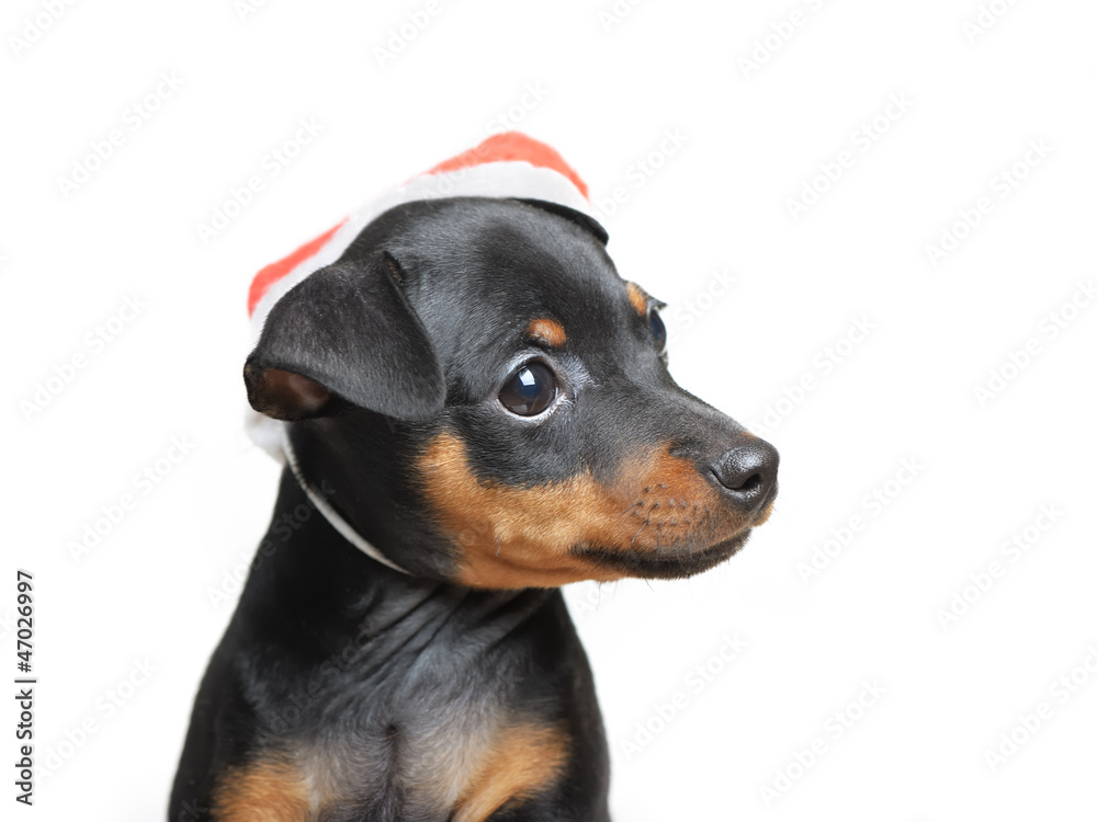 Dog in Santa hat