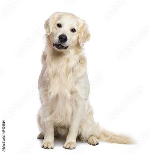 Fototapeta Naklejka Na Ścianę i Meble -  Golden retriever sitting and looking at camera