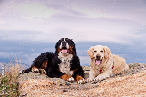 Two precious pets resting in the top of a mountain