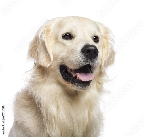 Fototapeta Naklejka Na Ścianę i Meble -  Golden retriever sitting and looking away