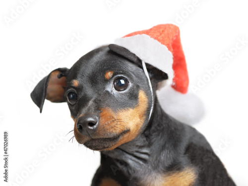 Dog in Santa hat © Igor Kovalchuk