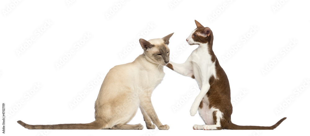 Two Oriental Shorthair sitting, one giving friendly tap