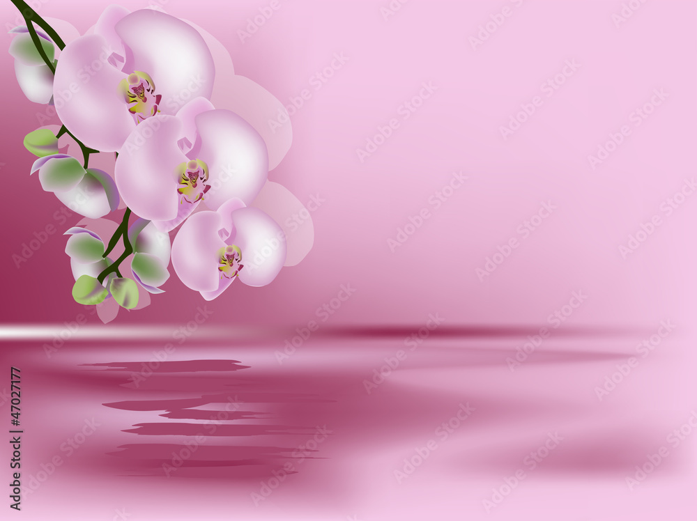 Fototapeta premium pink illustration with large orchid flowers