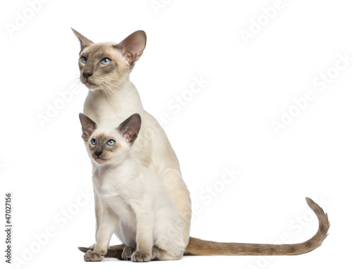 Oriental Shorthair father sitting with its kitten, 9 weeks old