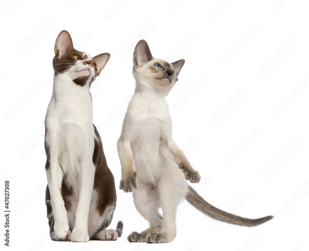 Oriental Shorthair adult sitting and kitten standing on hind leg