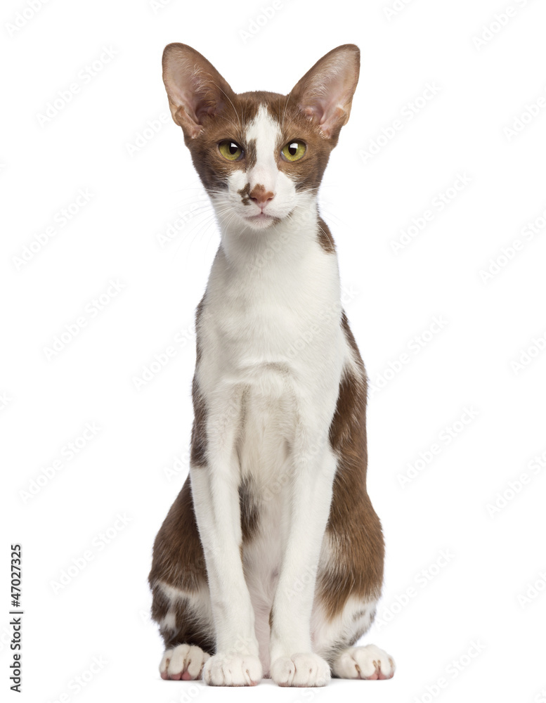 Oriental Shorthair sitting and looking at camera