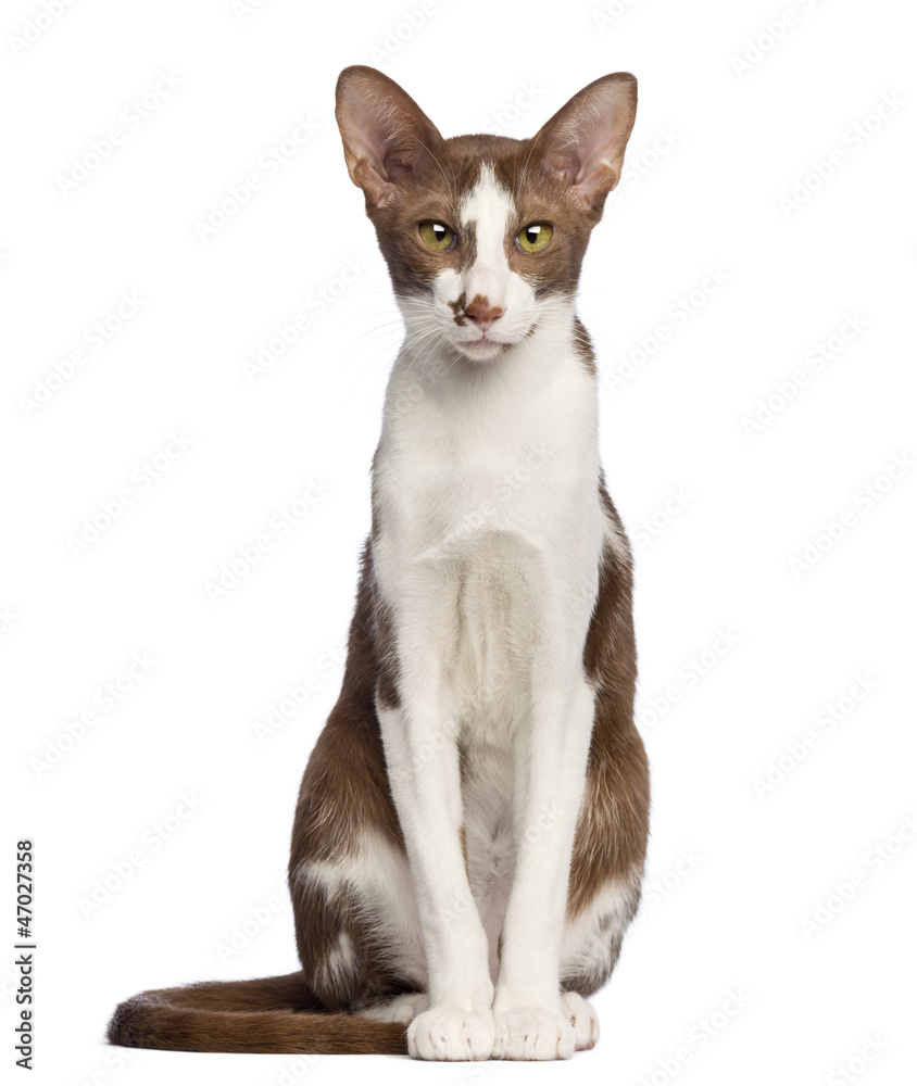 Obraz premium Oriental Shorthair sitting and looking at camera