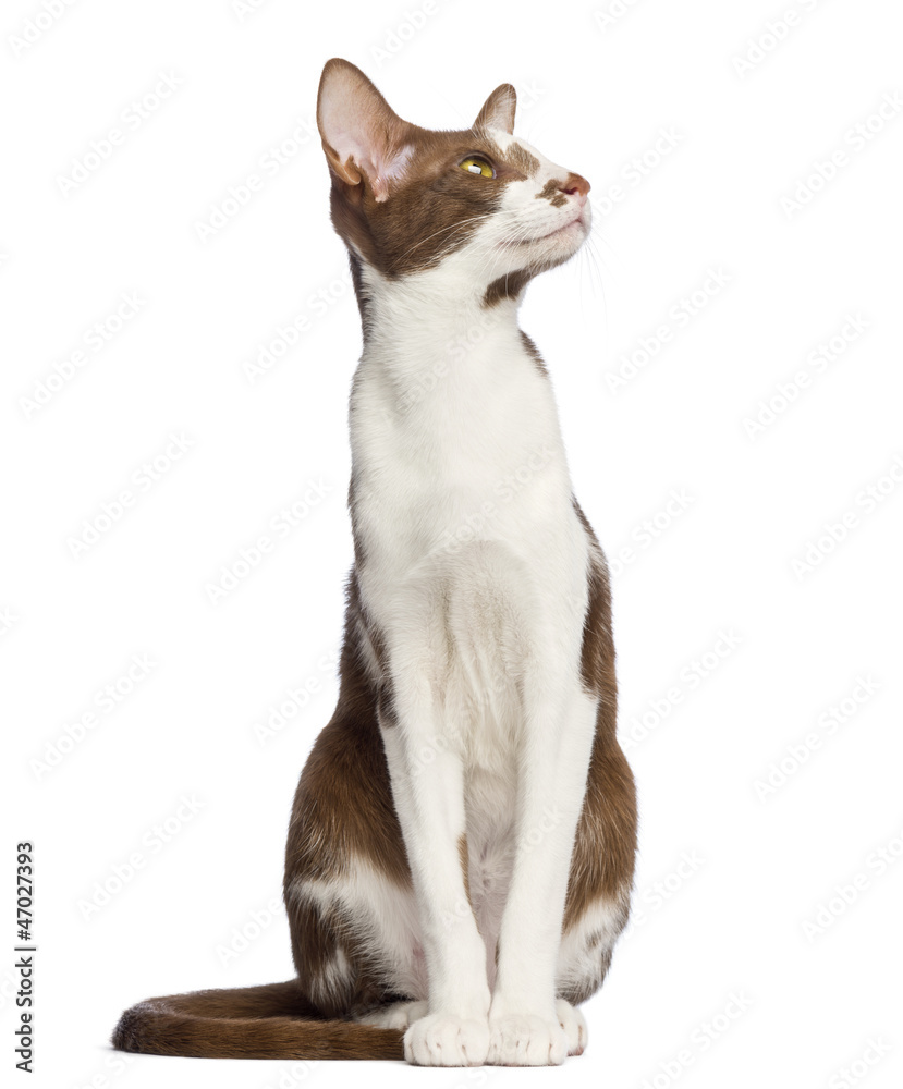 Oriental Shorthair sitting and looking up Oriental Shorthair sitting and looking up