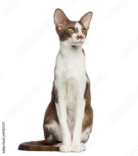 Fototapeta Naklejka Na Ścianę i Meble -  Oriental Shorthair sitting and looking up