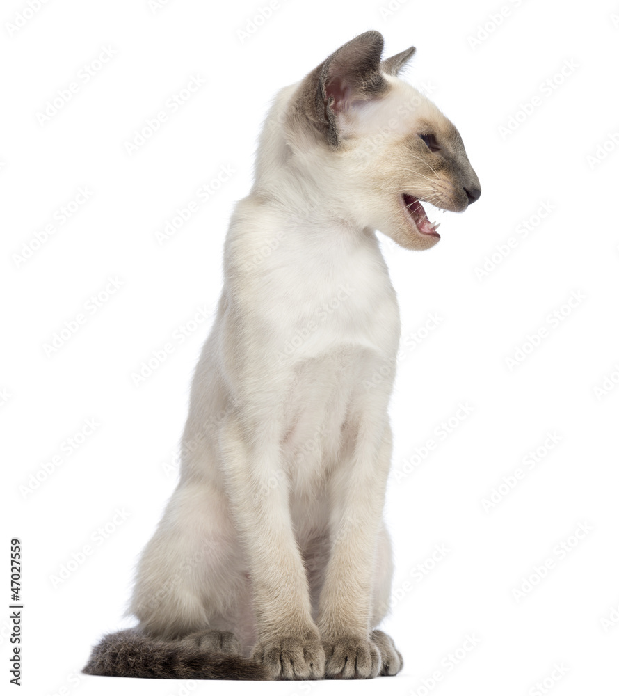 Oriental Shorthair kitten, 9 weeks old, sitting and meowing Oriental Shorthair kitten, 9 weeks old, sitting and meowing