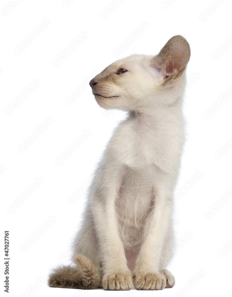 Oriental Shorthair kitten sitting and looking away