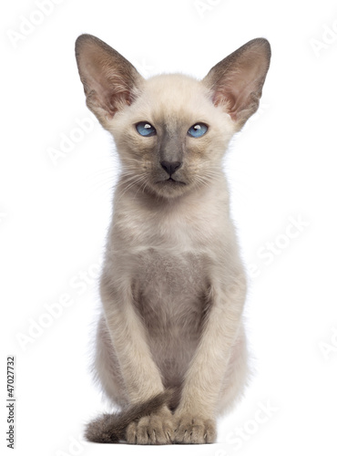 Oriental Shorthair kitten, 9 weeks old, sitting