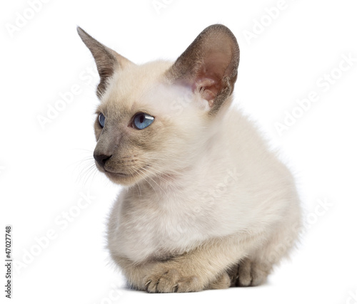 Oriental Shorthair kitten, 9 weeks old, lying and looking away