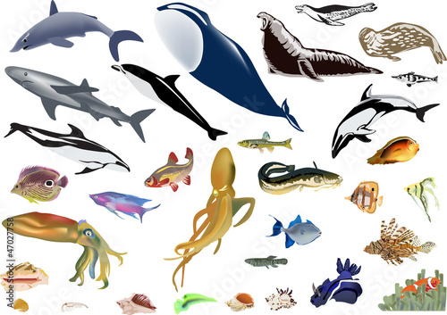 large set of color sea animals