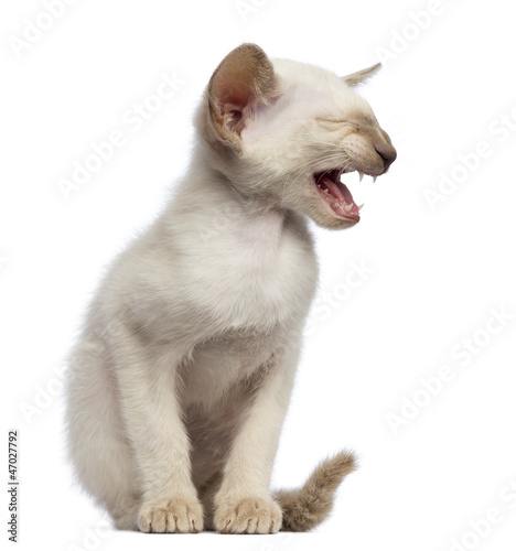 Oriental Shorthair kitten, 9 weeks old, sitting and meowing © Eric Isselée