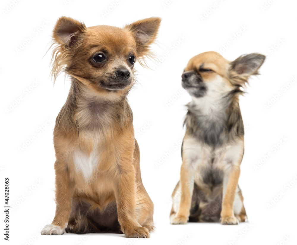 Two Chihuahuas sitting against white background