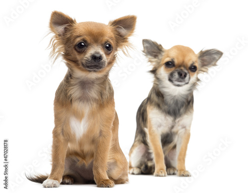 Fototapeta Naklejka Na Ścianę i Meble -  Two Chihuahuas sitting looking away against white background