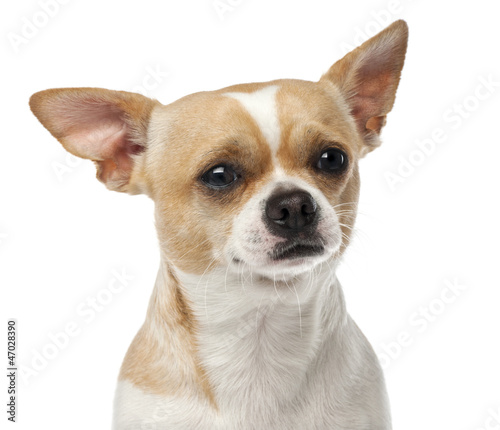 Close-up of Chihuahua, 2 years old, looking at camera © Eric Isselée