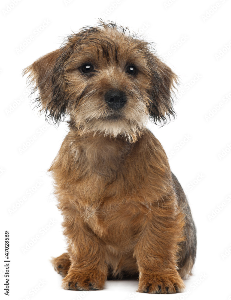 Mixed-breed dog puppy, 3 months old, sitting Mixed-breed dog puppy, 3 months old, sitting