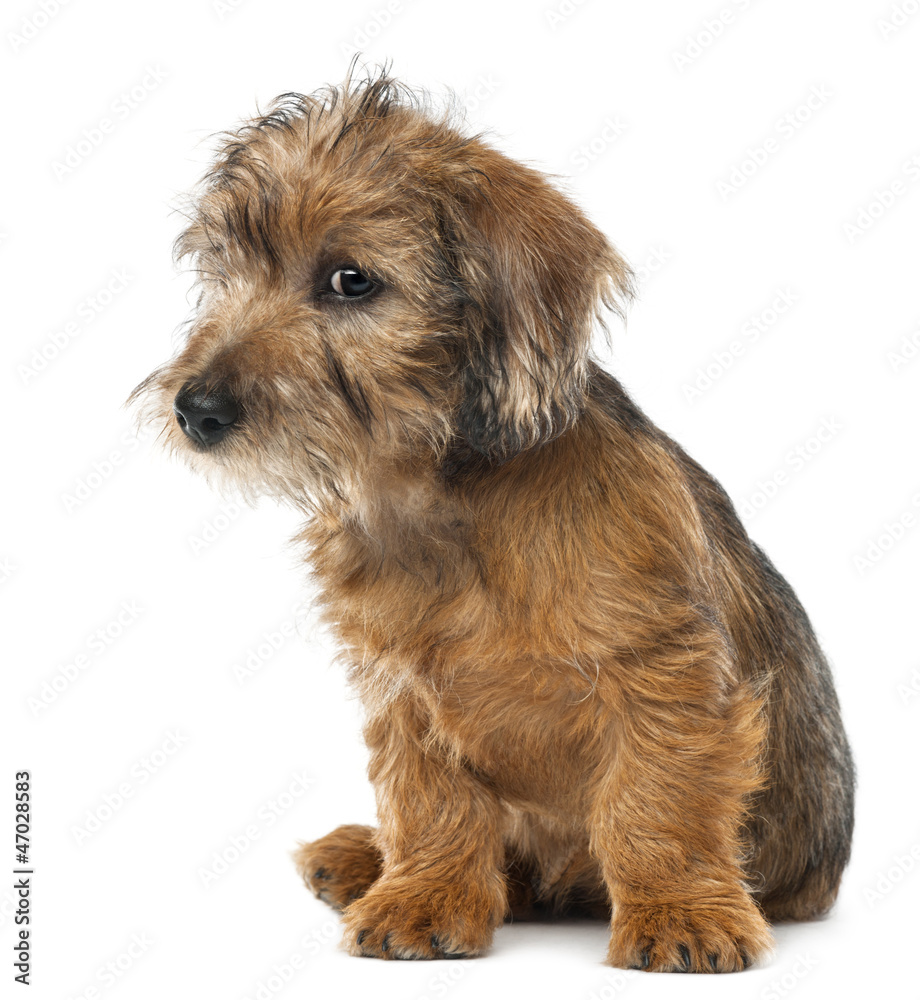Mixed-breed dog puppy, 3 months old Mixed-breed dog puppy, 3 months old