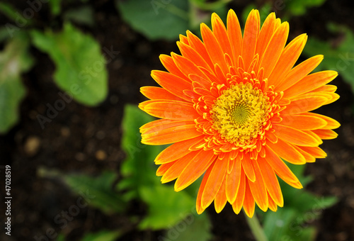 Orange Gerbera Daisy