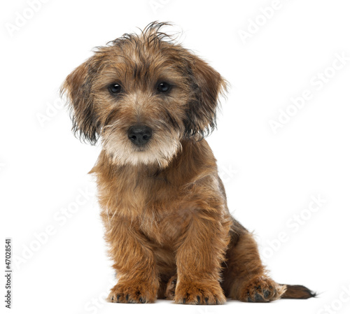 Fototapeta Naklejka Na Ścianę i Meble -  Mixed-breed dog puppy, 3 months old, sitting