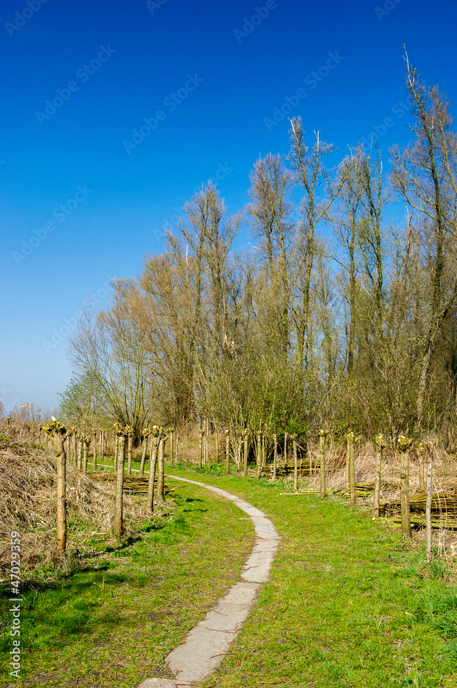 Typical pollard willows in Holland