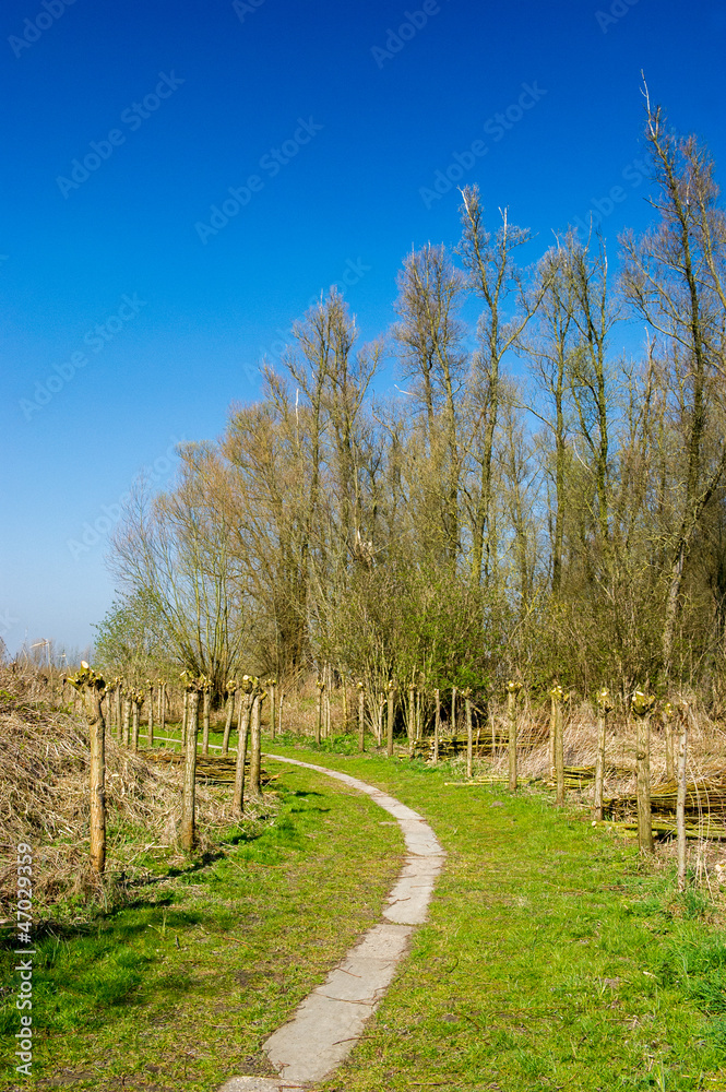 Typical pollard willows in Holland Typical pollard willows in Holland