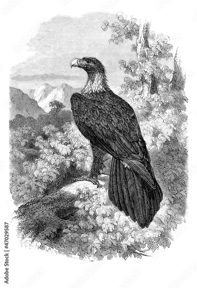 Fototapeta premium Eagle - Aigle - Adler