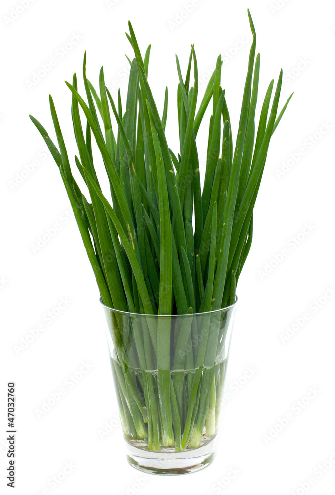spring onion in a glass spring onion in a glass