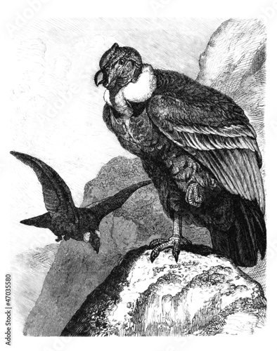 Vautours - Vultures - Geyer