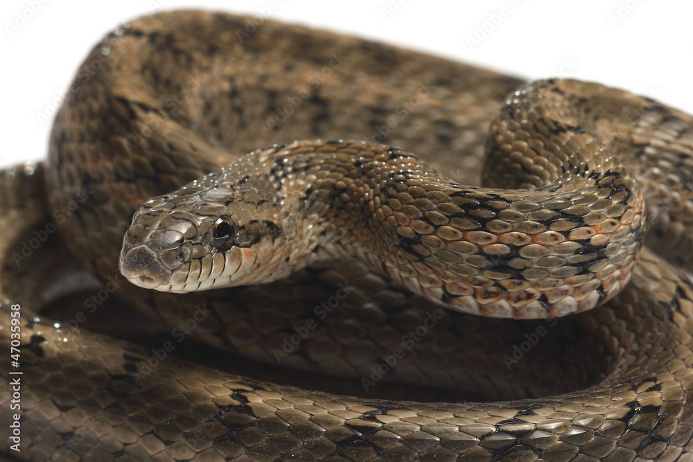 Steppes Ratsnakes (Elaphe dione) over white Steppes Ratsnakes (Elaphe dione) over white