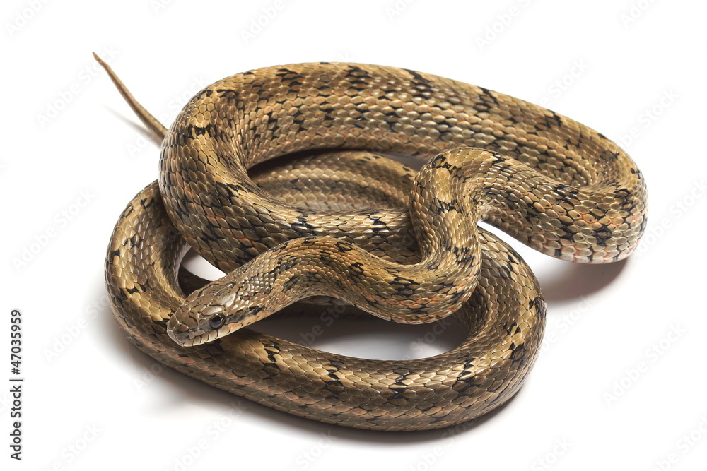 Naklejka premium Steppes Ratsnakes (Elaphe dione) over white