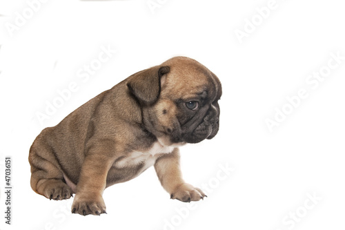 puppy french bulldog