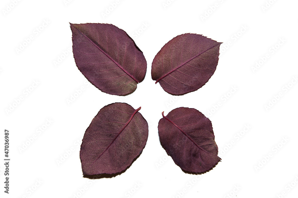 Obraz premium hojas de otoño