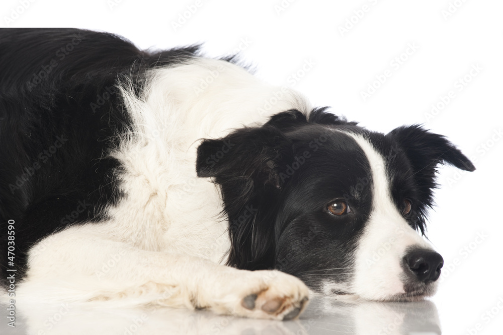 Border collie dog - Border Collie