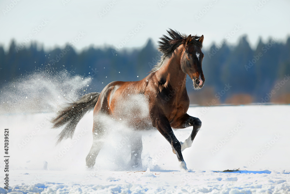 Fototapeta premium Brown horse runs in winter landscape