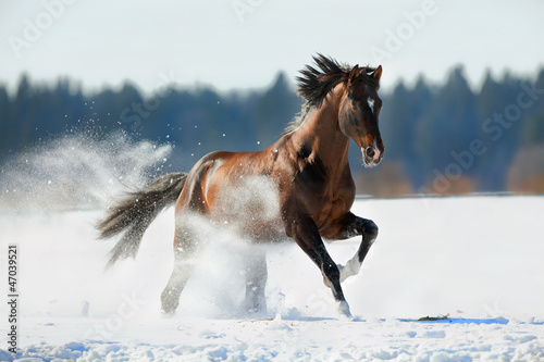 Obraz na płótnie Brown horse runs in winter landscape