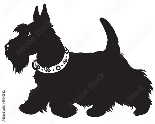 scottish terrier black and white